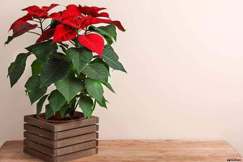 How to Care for Poinsettia After the Holidays