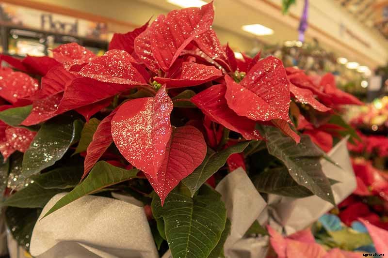 How to Care for Poinsettia After the Holidays
