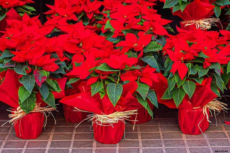 How to Care for Poinsettia After the Holidays