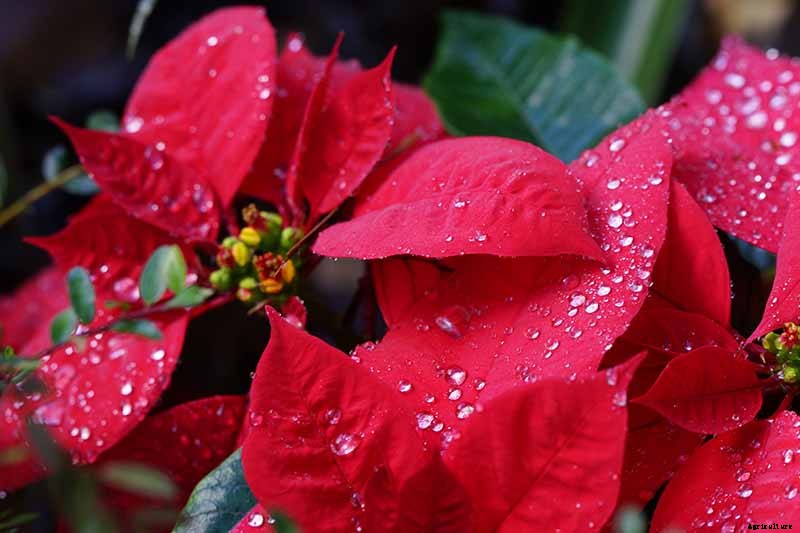 How to Care for Poinsettia After the Holidays