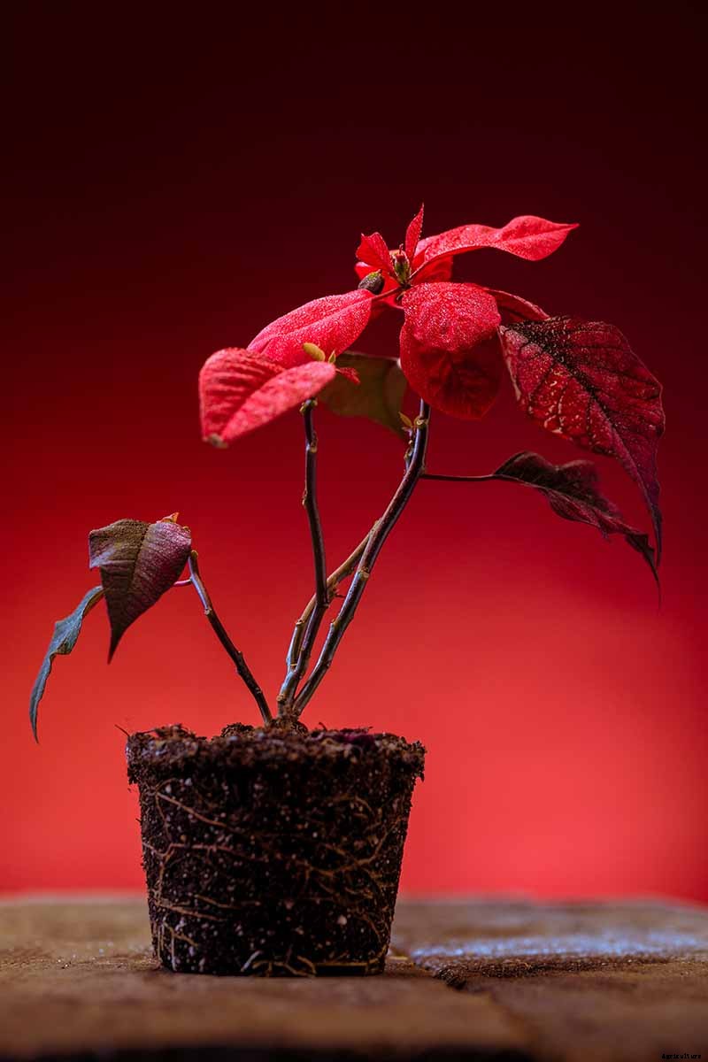 How to Care for Poinsettia After the Holidays