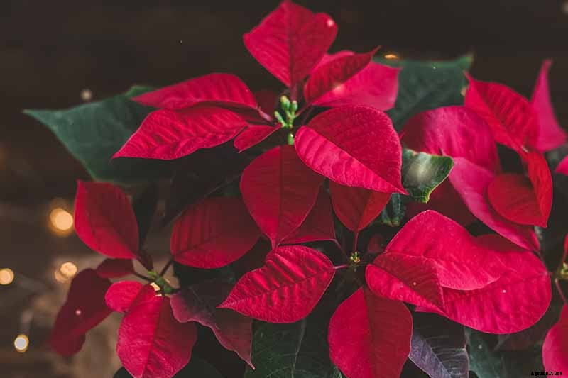 How to Care for Poinsettia After the Holidays