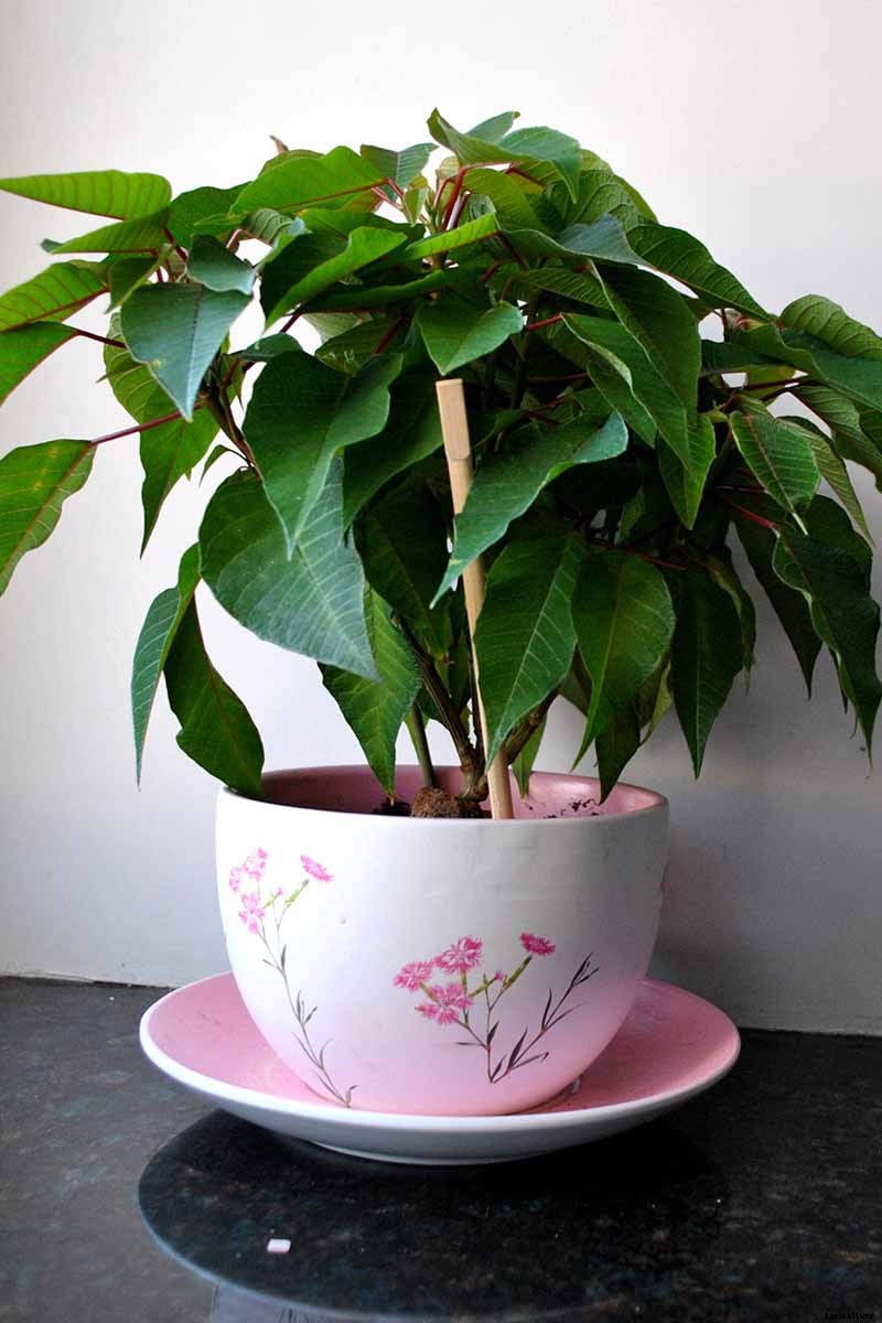 How to Care for Poinsettia After the Holidays