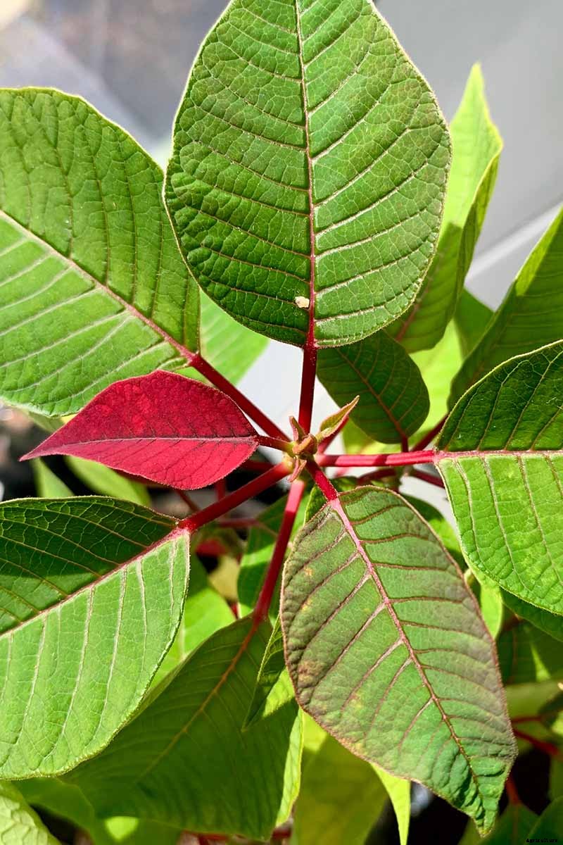 How to Care for Poinsettia After the Holidays