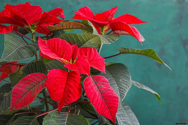 How to Care for Poinsettia After the Holidays