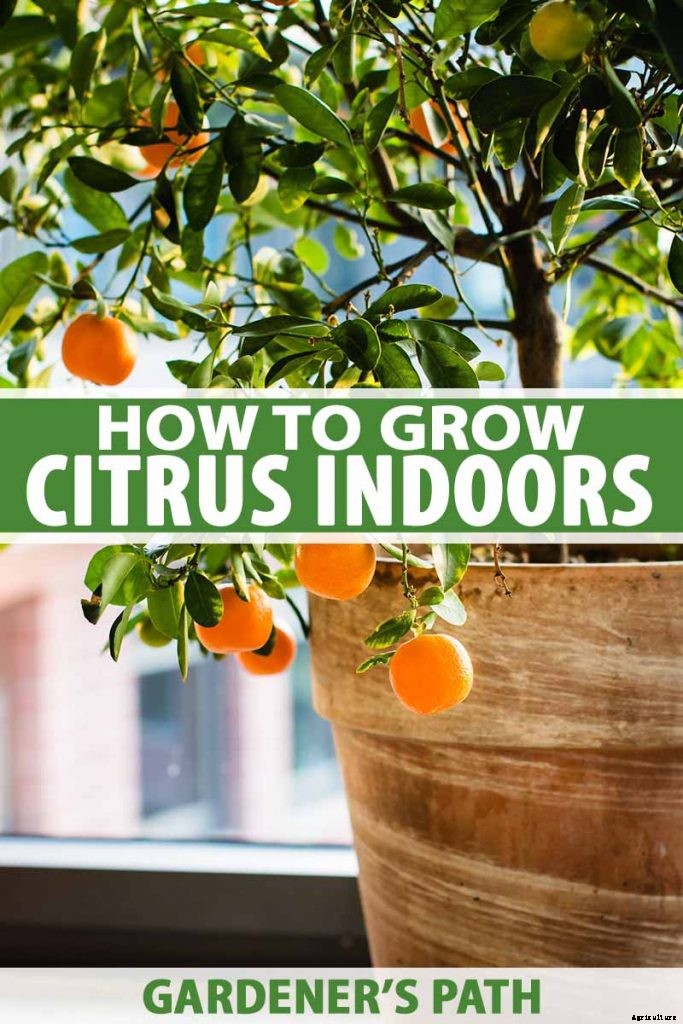 Growing Citrus Indoors: Create a Little Slice of Paradise