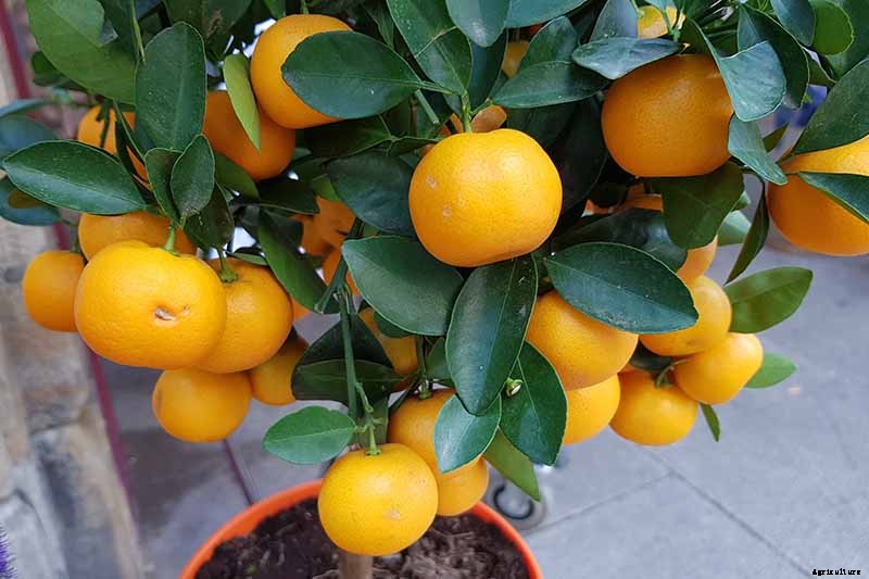 Growing Citrus Indoors: Create a Little Slice of Paradise