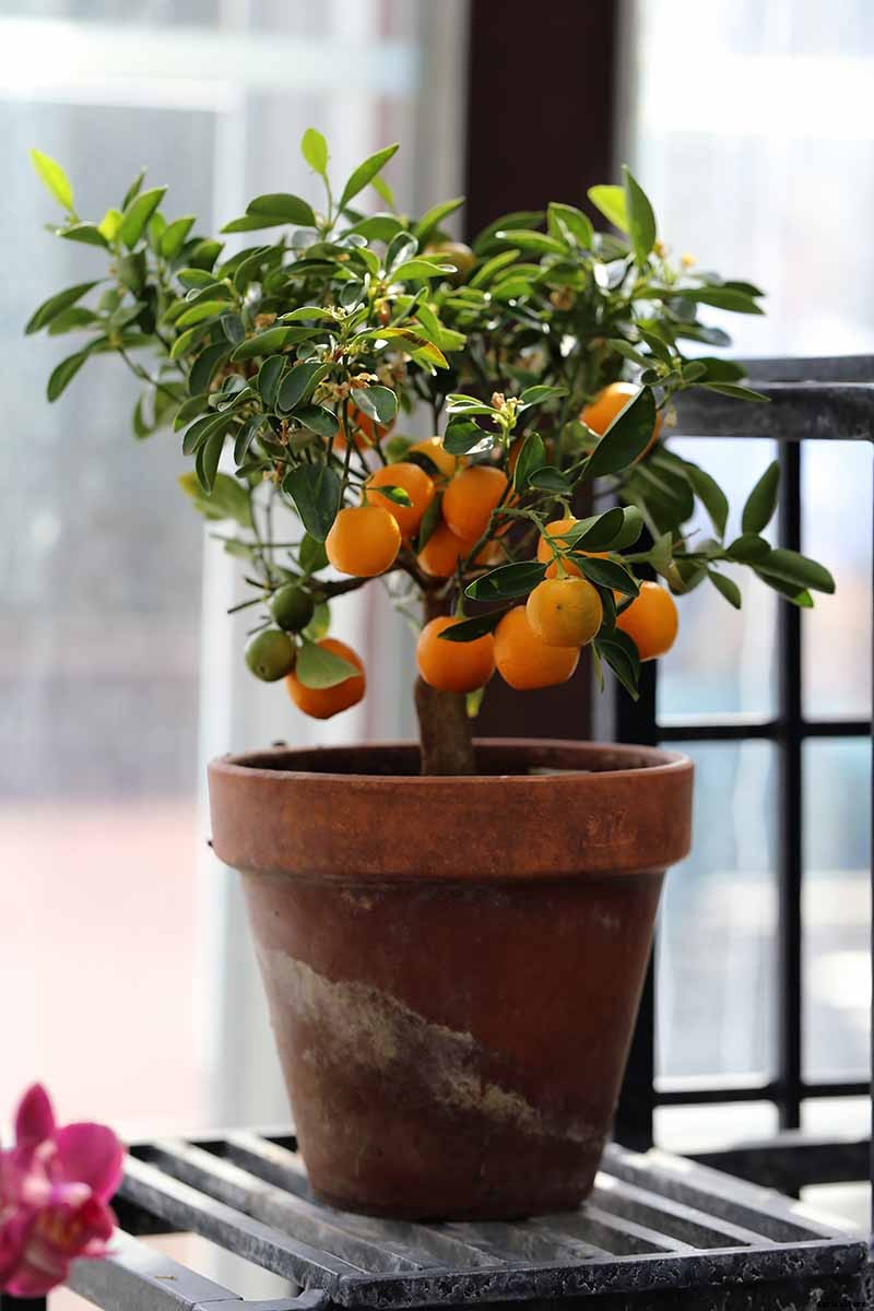 Growing Citrus Indoors: Create a Little Slice of Paradise