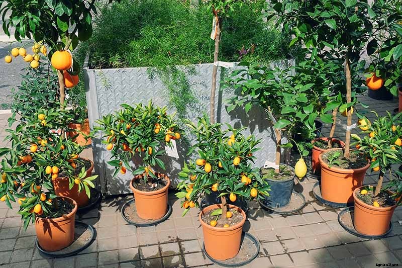 Growing Citrus Indoors: Create a Little Slice of Paradise
