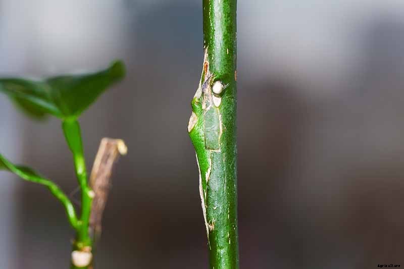 Growing Citrus Indoors: Create a Little Slice of Paradise
