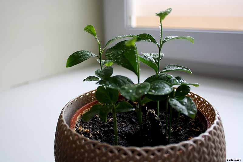 Growing Citrus Indoors: Create a Little Slice of Paradise