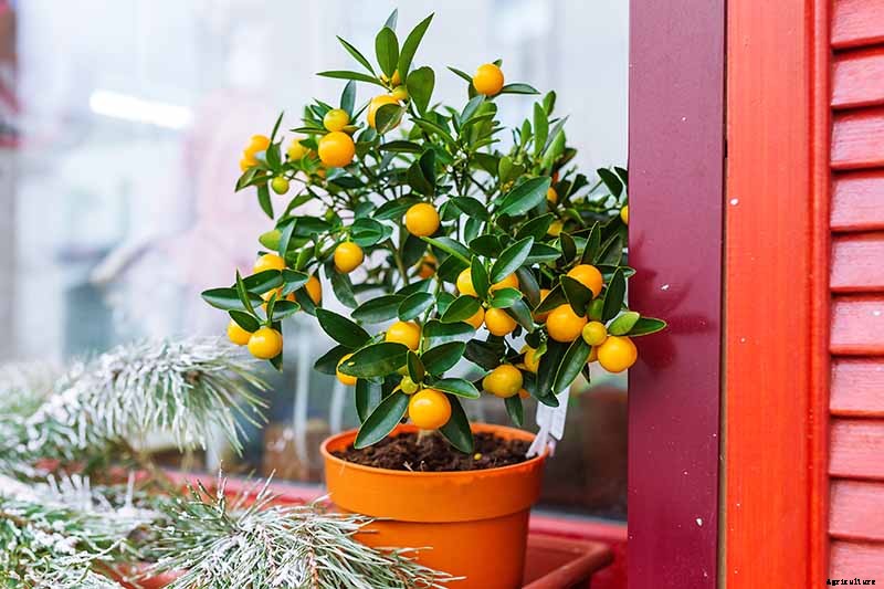 Growing Citrus Indoors: Create a Little Slice of Paradise