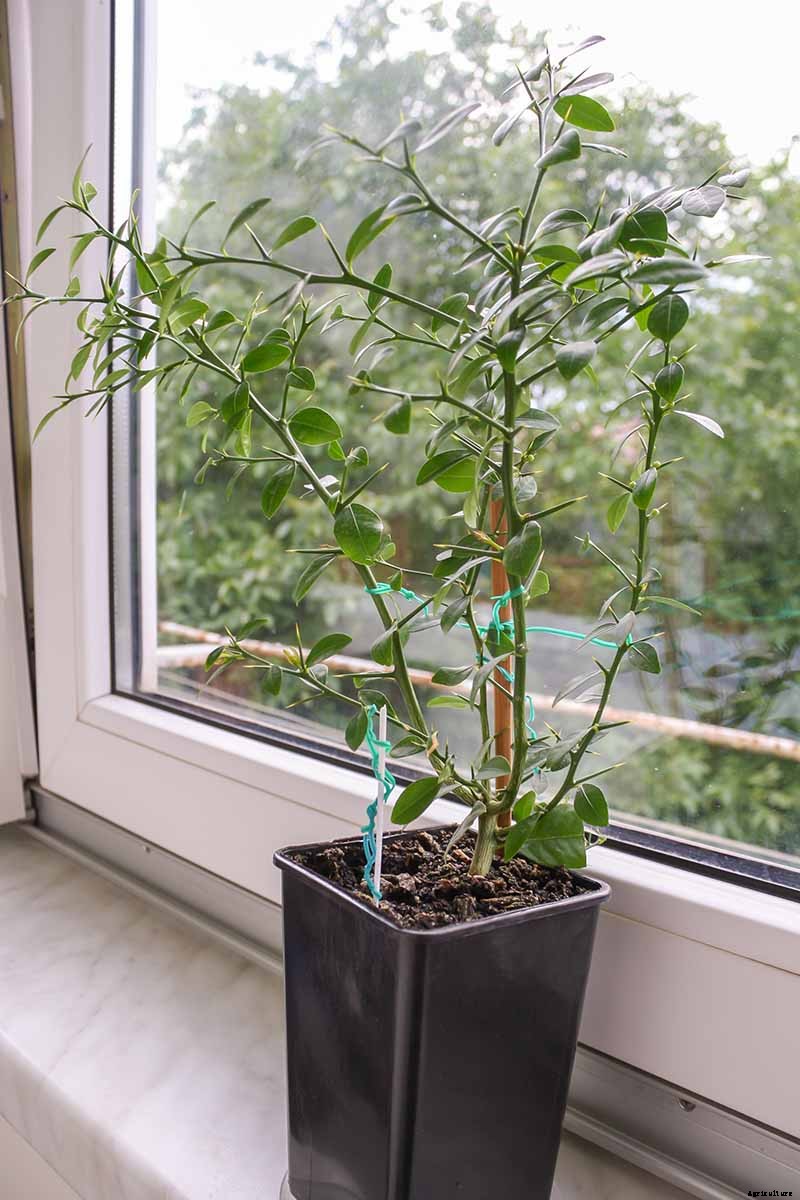 Growing Citrus Indoors: Create a Little Slice of Paradise