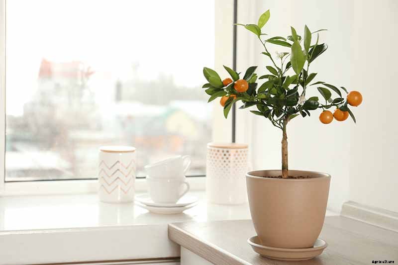 Growing Citrus Indoors: Create a Little Slice of Paradise