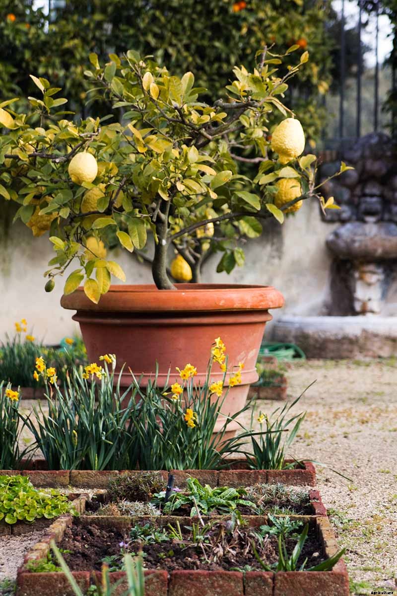 Growing Citrus Indoors: Create a Little Slice of Paradise