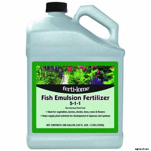 Growing Citrus Indoors: Create a Little Slice of Paradise