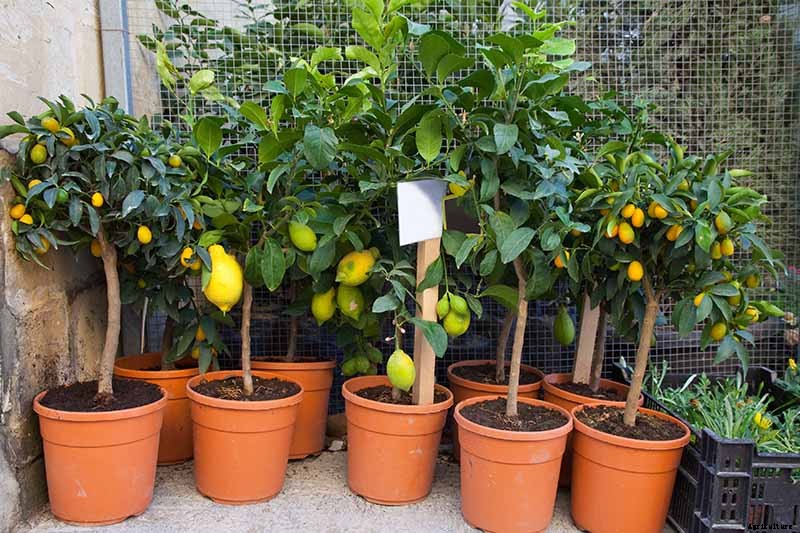 Growing Citrus Indoors: Create a Little Slice of Paradise