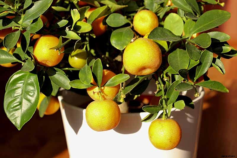 Growing Citrus Indoors: Create a Little Slice of Paradise