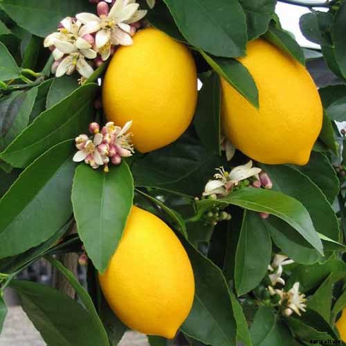 Growing Citrus Indoors: Create a Little Slice of Paradise