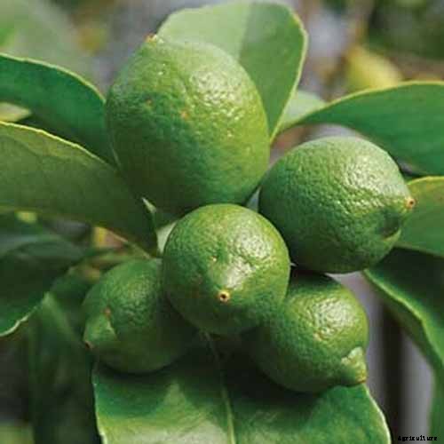 Growing Citrus Indoors: Create a Little Slice of Paradise