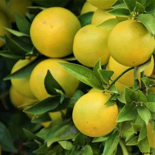 Growing Citrus Indoors: Create a Little Slice of Paradise