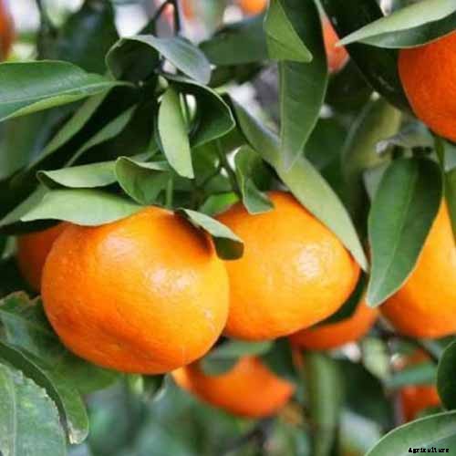 Growing Citrus Indoors: Create a Little Slice of Paradise