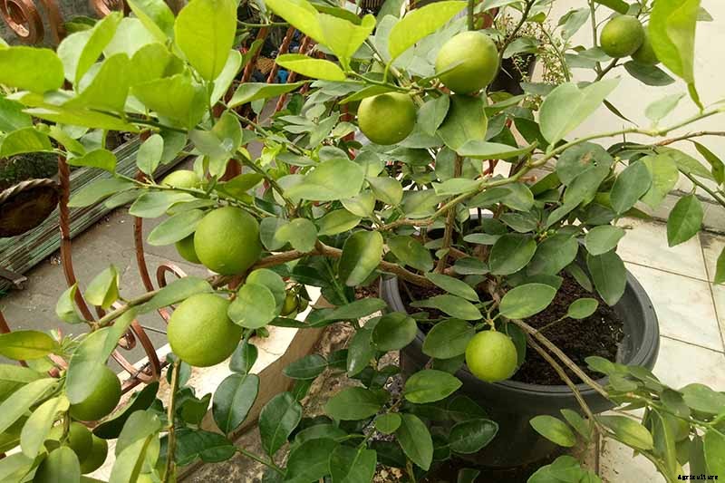 Growing Citrus Indoors: Create a Little Slice of Paradise