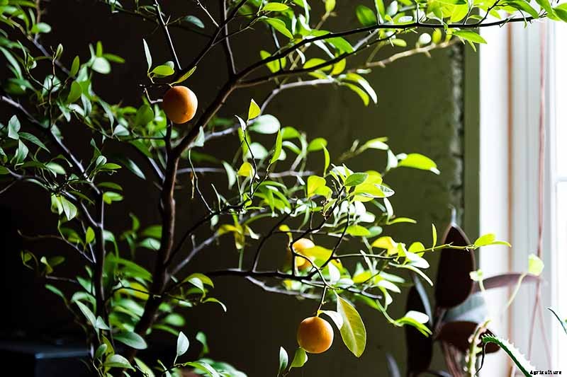 Growing Citrus Indoors: Create a Little Slice of Paradise