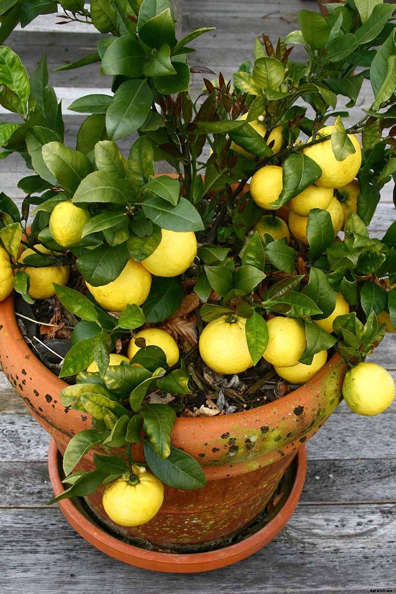 Growing Citrus Indoors: Create a Little Slice of Paradise