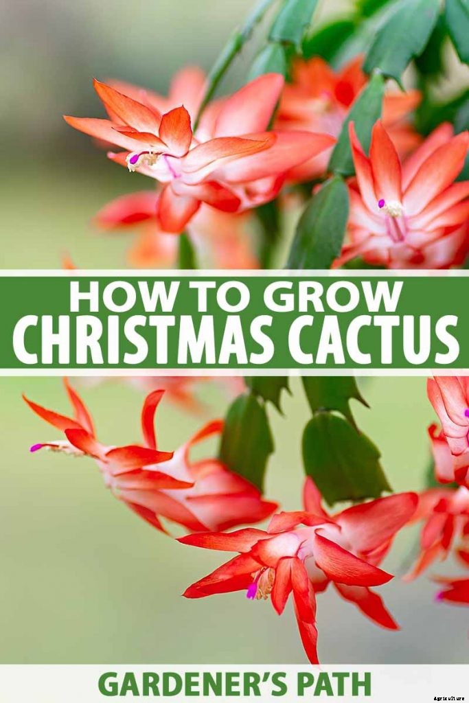 How to Grow and Care for Christmas Cactus