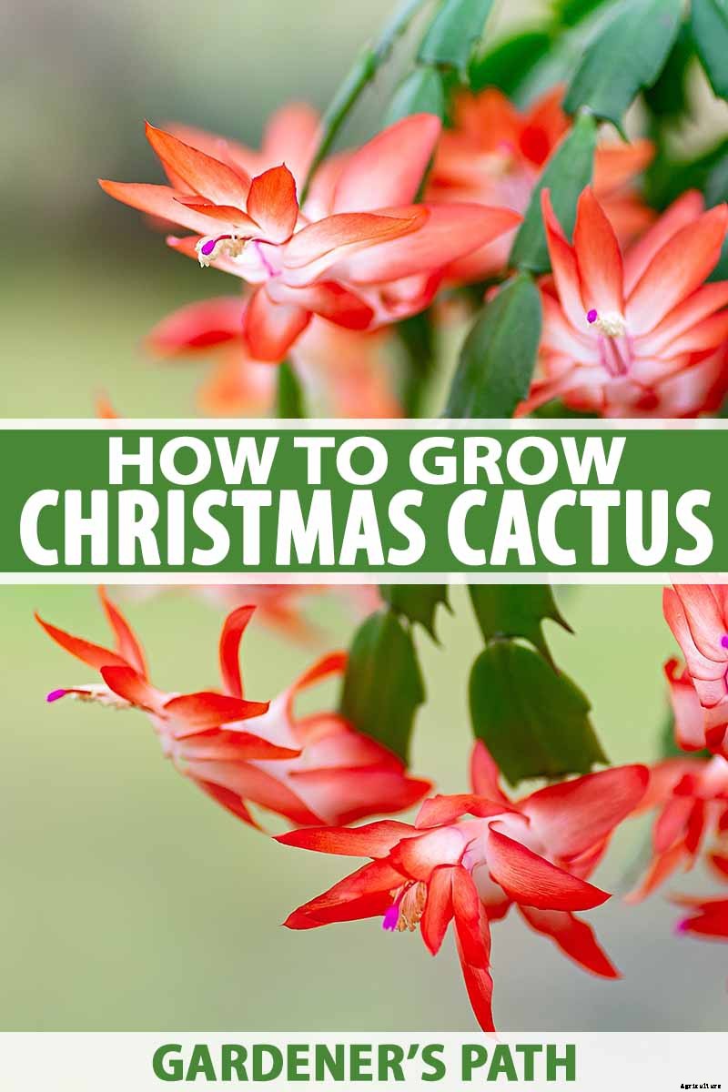 How to Grow and Care for Christmas Cactus