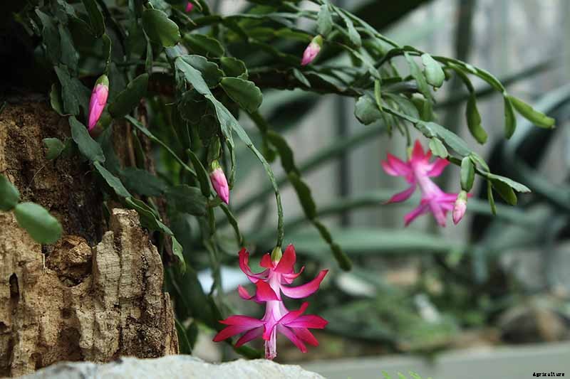 How to Grow and Care for Christmas Cactus