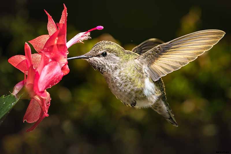 How to Grow and Care for Christmas Cactus