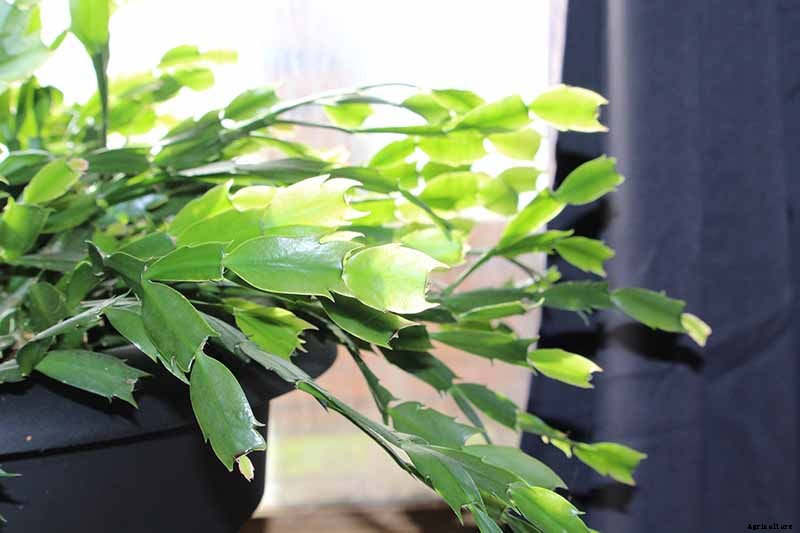 How to Grow and Care for Christmas Cactus