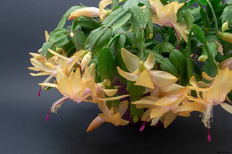 How to Grow and Care for Christmas Cactus