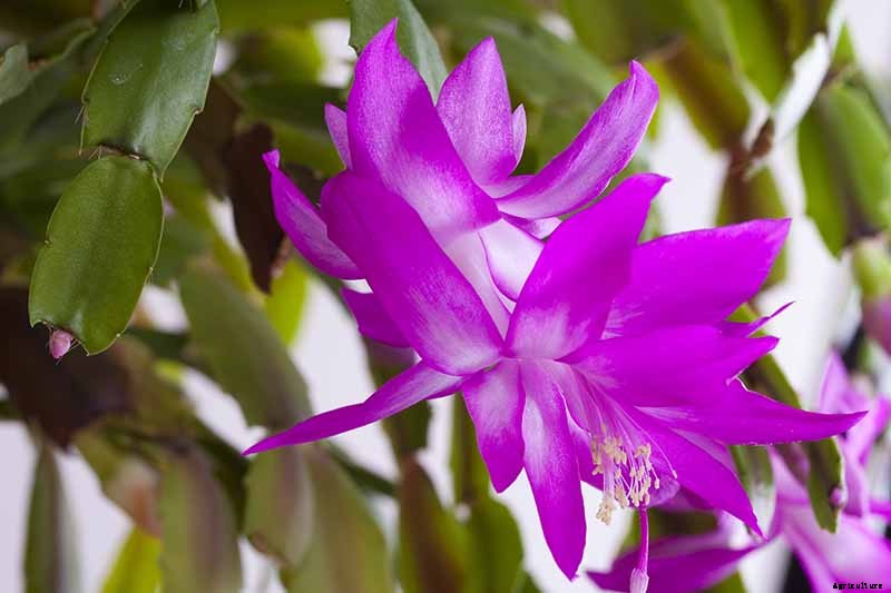 How to Grow and Care for Christmas Cactus