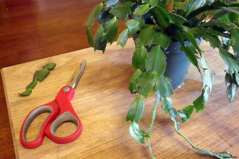 How to Grow and Care for Christmas Cactus