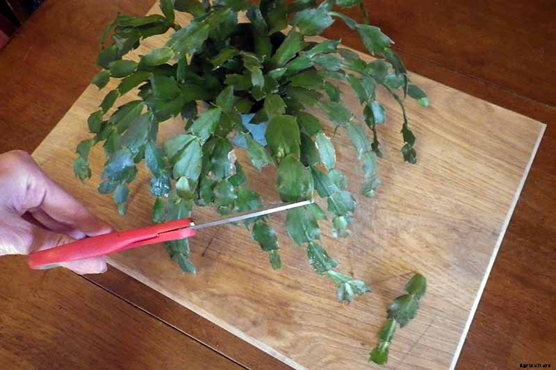 How to Grow and Care for Christmas Cactus