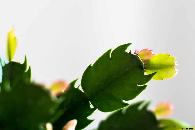 How to Grow and Care for Christmas Cactus