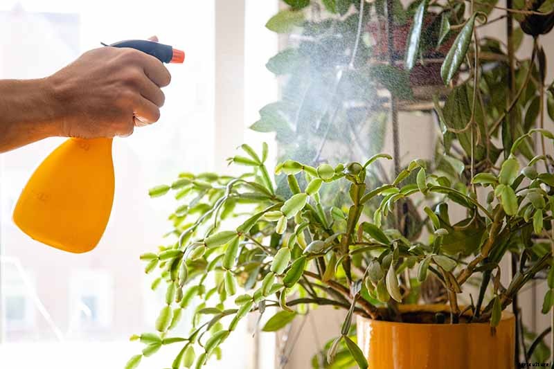 How to Grow and Care for Christmas Cactus