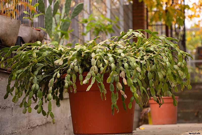 How to Grow and Care for Christmas Cactus