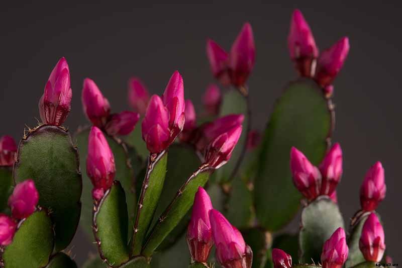 How to Grow and Care for Christmas Cactus