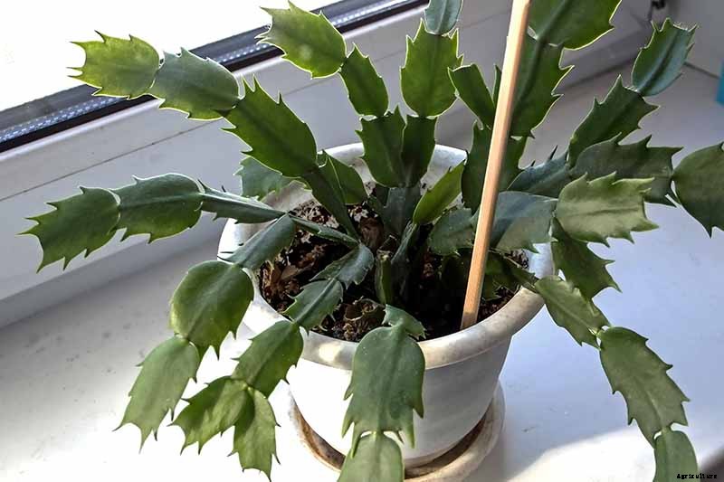 How to Grow and Care for Christmas Cactus