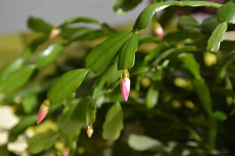 How to Grow and Care for Christmas Cactus