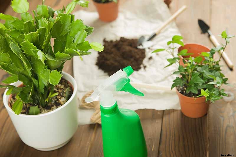 How to Grow and Care for Christmas Cactus