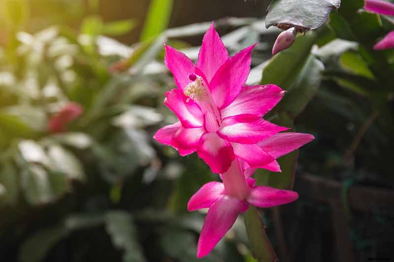 How to Grow and Care for Christmas Cactus