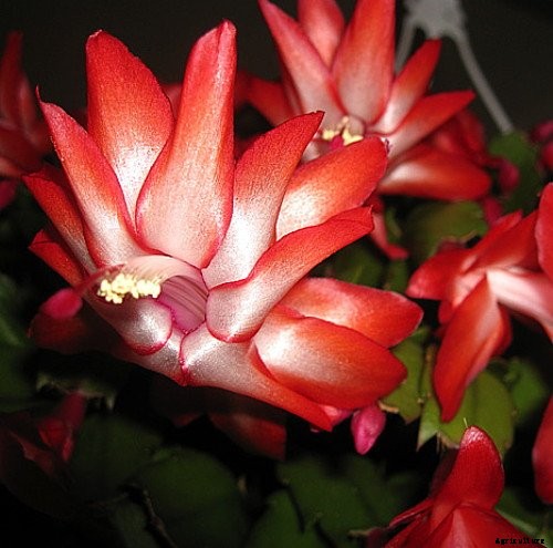 How to Grow and Care for Christmas Cactus