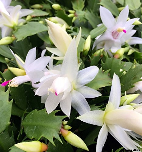 How to Grow and Care for Christmas Cactus