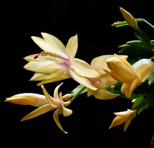 How to Grow and Care for Christmas Cactus