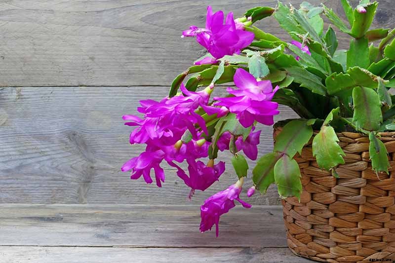 How to Grow and Care for Christmas Cactus